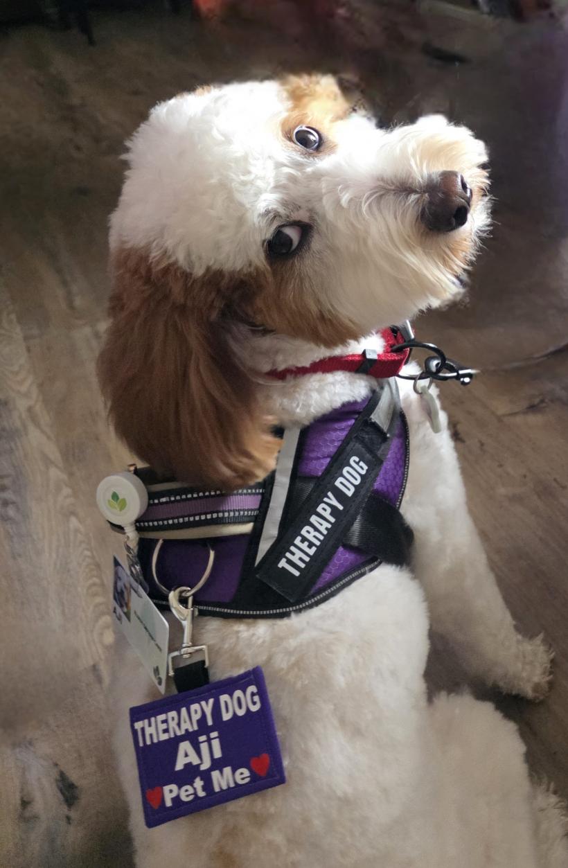 Aji, Elder Orphan Care's therapy dog, loves to visit his older friends!