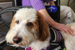 Aji, Elder Orphan Care's therapy dog is a 39 pound light cream goldendoodle with brown ears